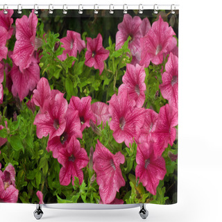Personality  Pink Lavatera Flower Shower Curtains