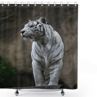 Personality  White Albino Tiger Shower Curtains