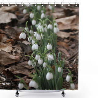Personality  Snowdrop. Galanthus Nivalis. Snowdrop Spring Flowers. Snowdrop Or Galanthus. Spring Flower Snowdrop Is The First Flower In The End Of Winter And The Beginning Of Spring.Diagonal Composition, Without Sharpen Shower Curtains