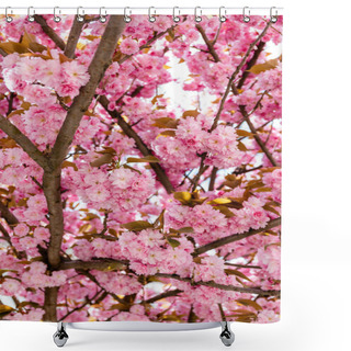 Personality  Branches Of Blossoming Pink Flowers On Cherry Tree Shower Curtains