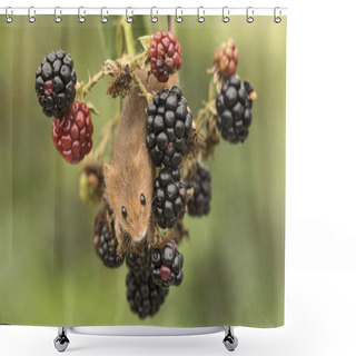 Personality  Harvest Mouse Climbing Amongst Blackberries Shower Curtains