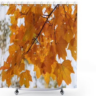 Personality  Close Up View Of Orange Maple Leaves On Branch Shower Curtains