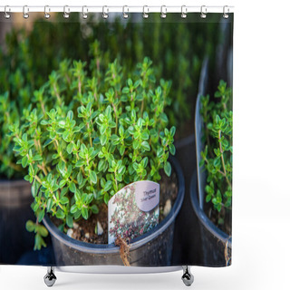Personality  Closeup View Of Potted Thyme Plants With Green Leaves  Shower Curtains