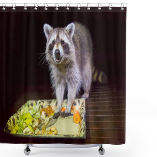 Personality  Tame Adult Raccoon With Food In Dark Evening Shower Curtains