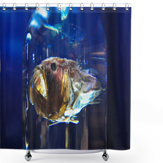 Personality  Big Ugly Monkfish Shower Curtains