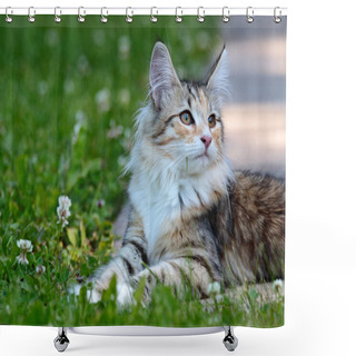 Personality  Norwegian Forest Cat Kitten In Sunny Garden Shower Curtains