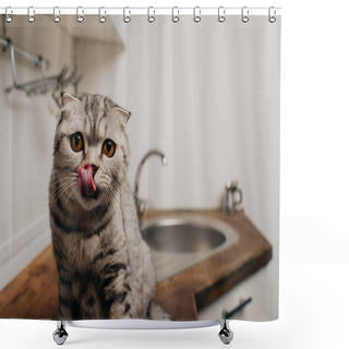 Personality  Cute Tabby Grey Scottish Fold Cat Sitting On Kitchen Counter And Licking Nose Shower Curtains