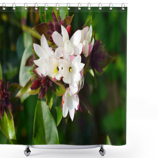 Personality  A Close Up Picture Of Bunch Of Blooming Daphne Odora Shower Curtains