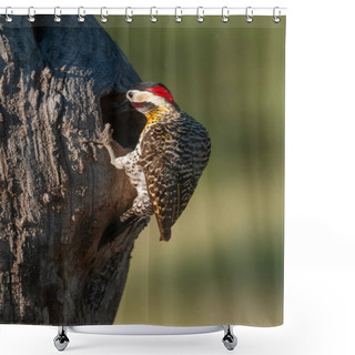 Personality  Green Barred Woodpecker In Forest Environment,  La Pampa Province, Patagonia, Argentina. Shower Curtains