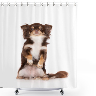 Personality  Chihuahua Dog Begging On White Shower Curtains