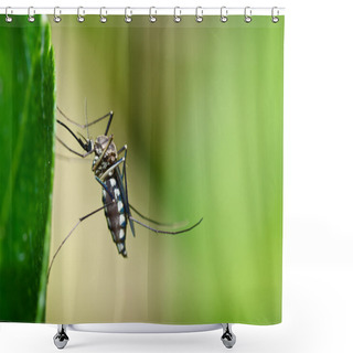 Personality  Mosquito In Forest Or In The Garden Is Danger Shower Curtains