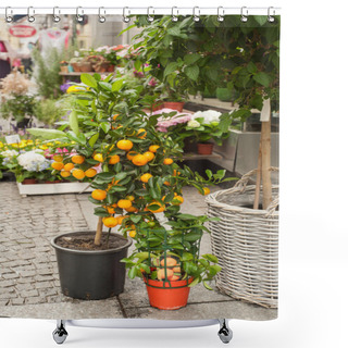 Personality  Orange Tree In Street Florist Shop  Shower Curtains