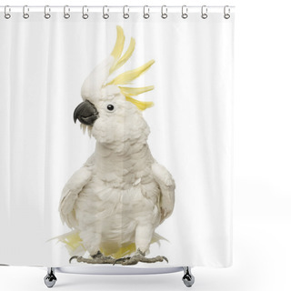 Personality  Sulphur-crested Cockatoo, Cacatua Galerita, 30 Years Old, With Crest Up In Front Of White Background Shower Curtains