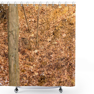 Personality  Camouflage Bird. Woodcock. Dry Leaves. Brown Nature Background. Bird: Eurasian Woodcock. Scolopax Rusticola . Shower Curtains