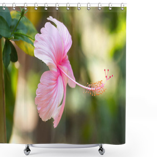 Personality  Macro Photo Oh Hibiscus Plant. Purple And Pink Color Shower Curtains