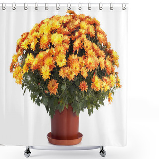 Personality  Chrysanthemums In Flowerpot Shower Curtains