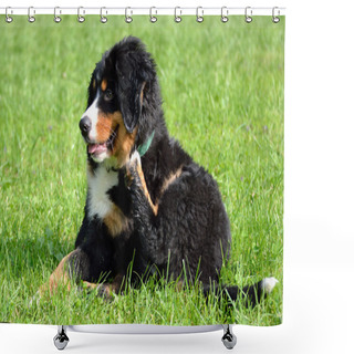 Personality  Puppy Scratching - Sweet Shower Curtains