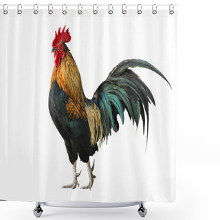 Personality  Thailand Male Chicken Rooster Isolated Shower Curtains