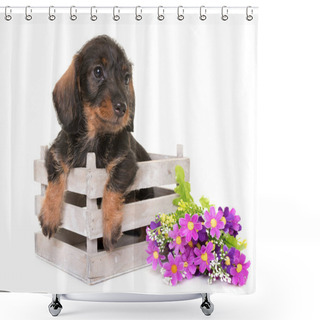 Personality  Puppy Wire-haired Dachshund Shower Curtains