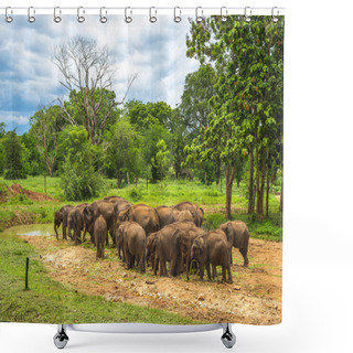 Personality  Udawalawe Elephant Transit Home In Sri Lanka Shower Curtains
