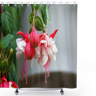 Personality  Flowers Of Fuchsia Shower Curtains