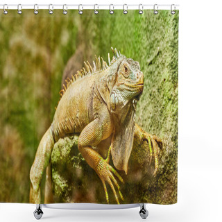 Personality  Green Iguana, Also Known As The American Iguana, Is A Large, Arboreal, Mostly Herbivorous Species Of Lizard Of The Genus Iguana. Usually, This Animal Is Simply Called The Iguana. Shower Curtains