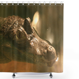 Personality  Vancouver Zoo, Canada Shower Curtains