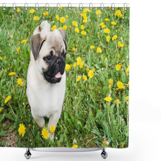 Personality  Puppy Of The Pug Shower Curtains