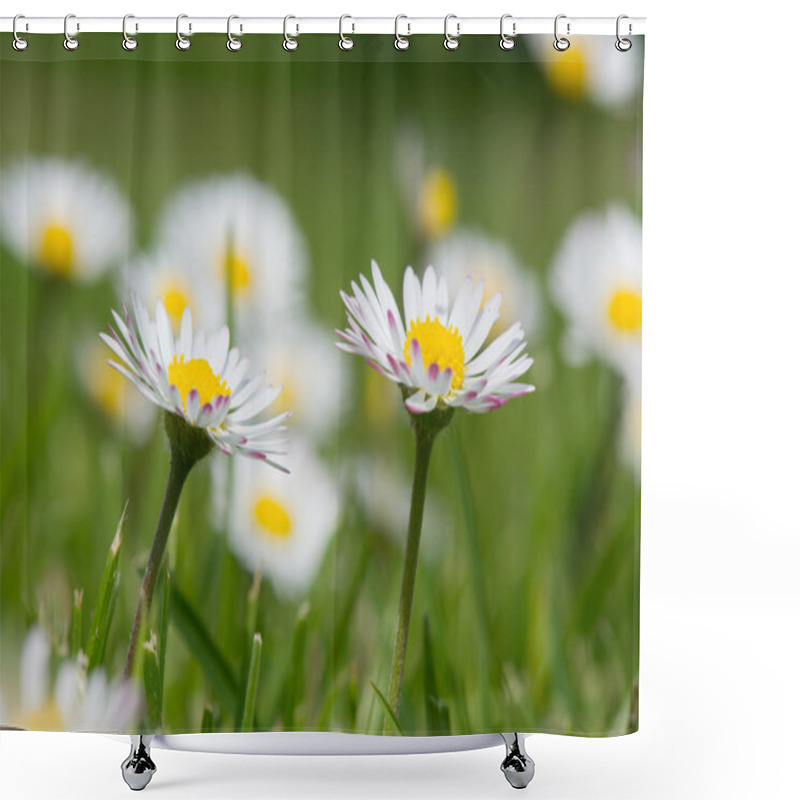 Personality  Common Daisy In Grass Shower Curtains