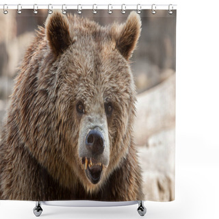 Personality  Close Up Of Eurasian Brown Bear, Also Known As European Brown Bear Shower Curtains