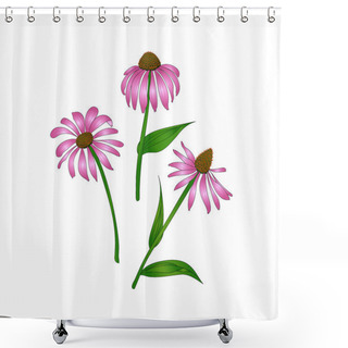 Personality  Echinacea Purpurea Shower Curtains