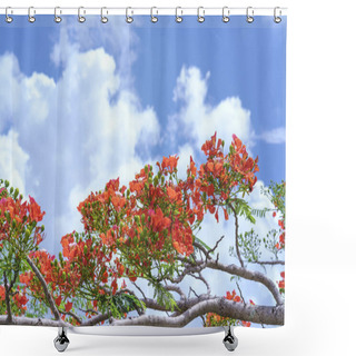 Personality  Red Royal Poinciana Flowers Bloom Shower Curtains