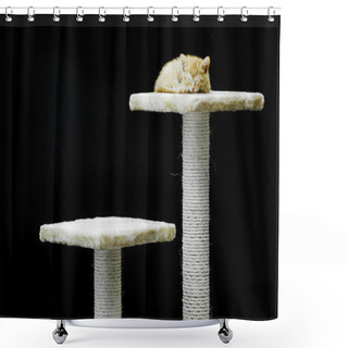 Personality  Domestic Cat Shower Curtains