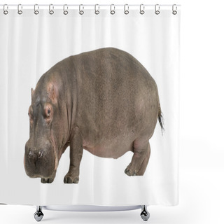 Personality  Hippopotamus - Hippopotamus Amphibius ( 30 Years) Shower Curtains