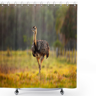 Personality  Greater Rhea, Rhea Americana, Big Bird With Fluffy Feathers, Animal In Nature Habitat, Evening Sun, Pantanal, Brazil. Rhea On The Grass Meadow. Wildlife Scene From Brazil. Bird With Long Neck.  Shower Curtains