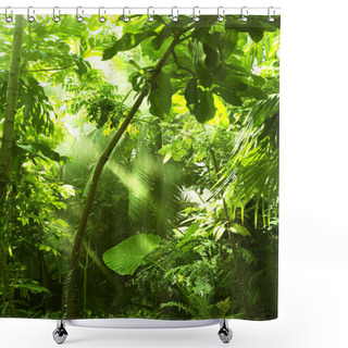 Personality  Tropical Forest, Trees In Sunlight And Rain Shower Curtains