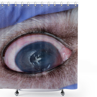 Personality  Eye Of A Dog With Deep Corneal Ulcer Closeup Shower Curtains