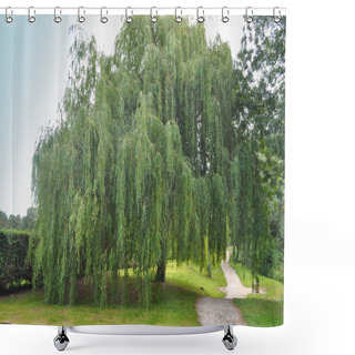 Personality  Weeping Willow Tree Shower Curtains