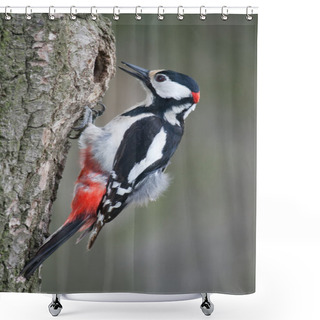 Personality  Woodpecker Shower Curtains