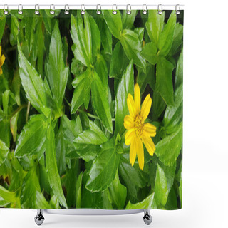 Personality  Beautiful Yellow Flower Indian Daisy Or Indian Summer Or Rudbeckia Hirta Or Black-Eyed Susan Or Bay Biscayne Creeping-oxeye Or Sphagneticola Trilobata Shower Curtains