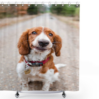 Personality  Beautiful Cute Happy Healthy Welsh Springer Spaniel Dog In Forest. Shower Curtains