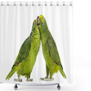 Personality  Panama Amazon And Yellow-crowned Amazon Pecking, Isolated On Whi Shower Curtains