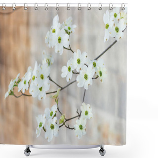 Personality  White Dogwood Tree In Full Bloom Against The Background Of A Concrete Wall. Hanamizuki, Cornus Florida, Flowering Dogwood Shower Curtains