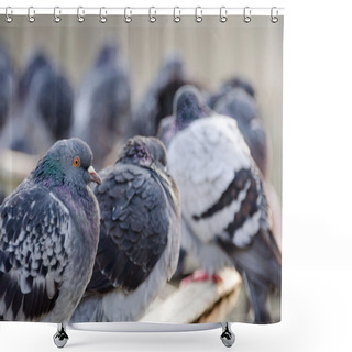 Personality  Pigeons On The Railing Shower Curtains