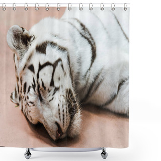 Personality  Wild White Tiger With Closed Eyes Lying In Zoo  Shower Curtains