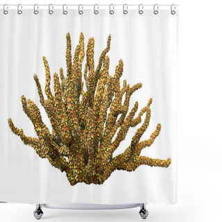 Personality  3D Rendering Of A Coral, A Marine Invertebrate Isolated On White Background Shower Curtains