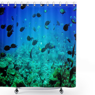 Personality  Astonishing Undersea World Of Red Sea. Shower Curtains