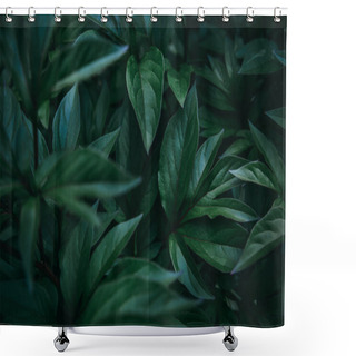 Personality  Dark Fresh Exotic Tropical Leaves Shower Curtains
