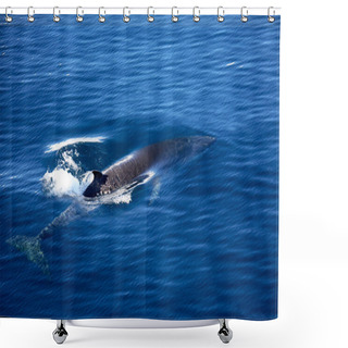 Personality  Fin Whale (Balaenoptera Physalus) - Antarctica. Also Known As Finback Whale Or Common Rorqual Shower Curtains