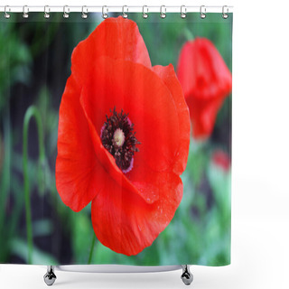 Personality  Red Poppy Flower Shower Curtains